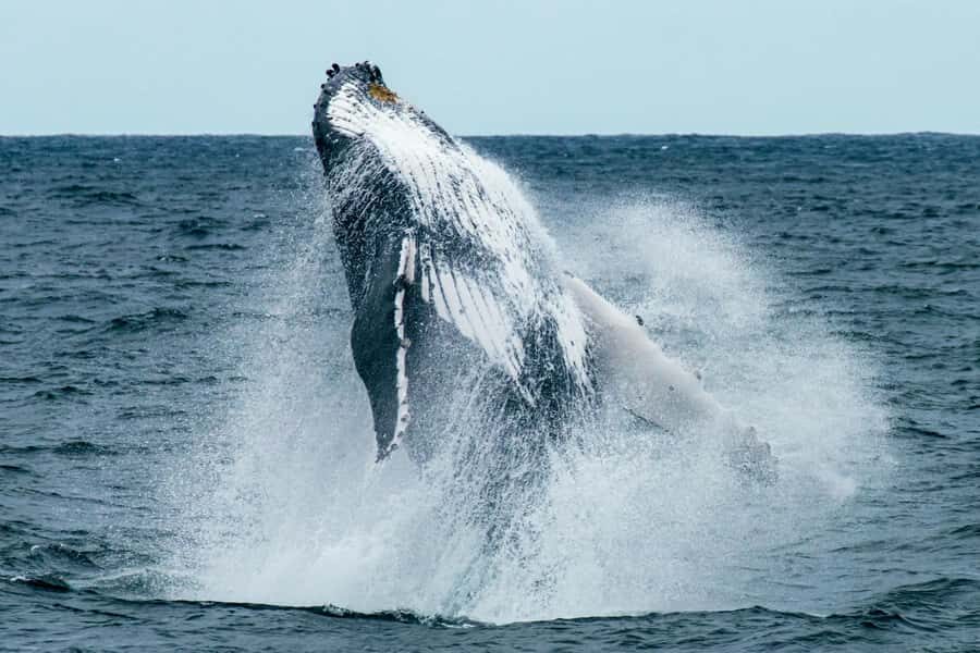 Cape Town: Hermanus Whale Watching Tour - 8 hours door-to-door: pickup spots and pacing