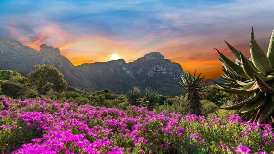 Cape Town: Kirstenbosch Botanical Garden Entry Ticket - Kirstenbosch at the Base of Table Mountain: Why This Garden Matters