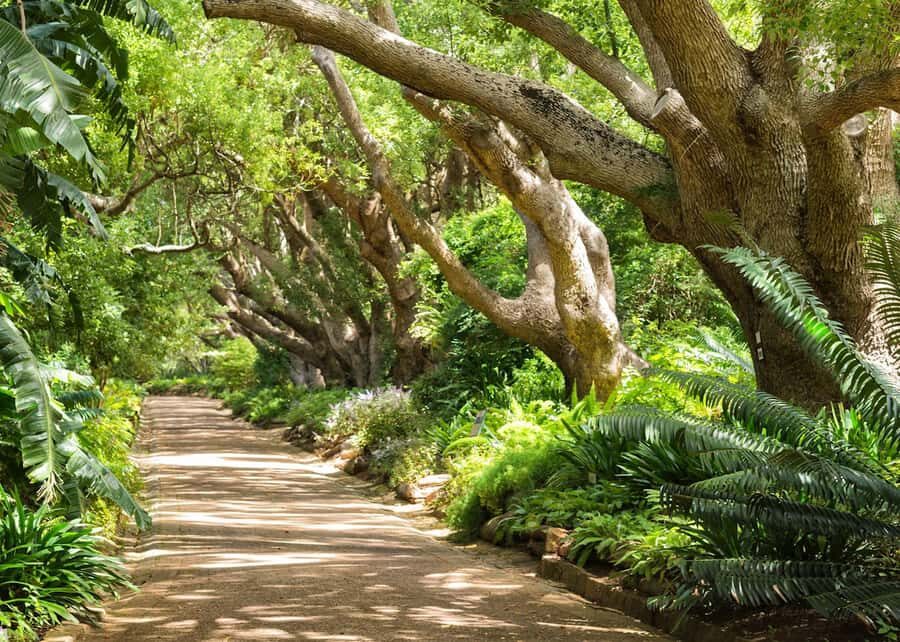 Cape Town: Kirstenbosch Botanical Garden Entry Ticket - Ticket Value: What $34 Gets You in One Day