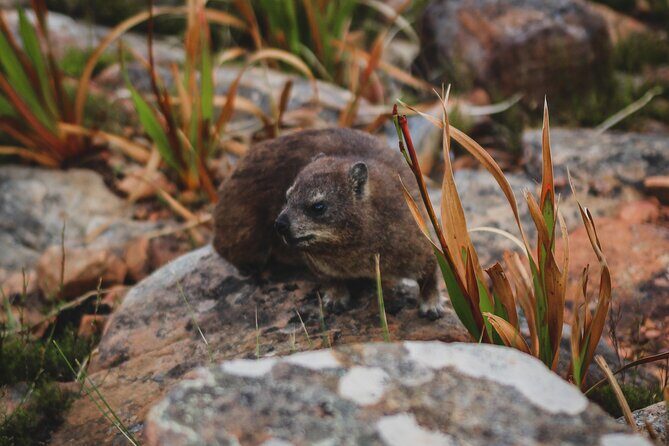 Cape Town: Magical Lion's Head Hike - Should You Book This Lion’s Head Guided Hike?