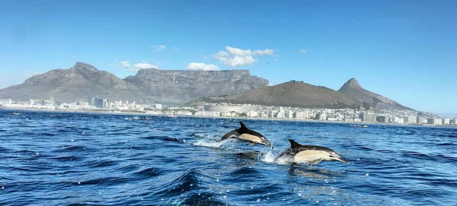Cape Town: Marine Biologist Led Safari Tour - V&A Waterfront - Arrive at the right place: Marina Swing Bridge and the African Ocean Safaris kiosk