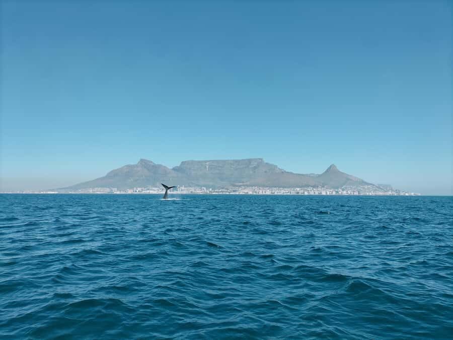 Cape Town: Marine Biologist Led Safari Tour - V&A Waterfront - The V&A Waterfront start: 10 minutes of safety and warm-up