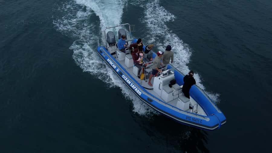 Cape Town: Marine Biologist Led Safari Tour - V&A Waterfront - Wildlife spotting: what you’ll likely see, plus the big surprises