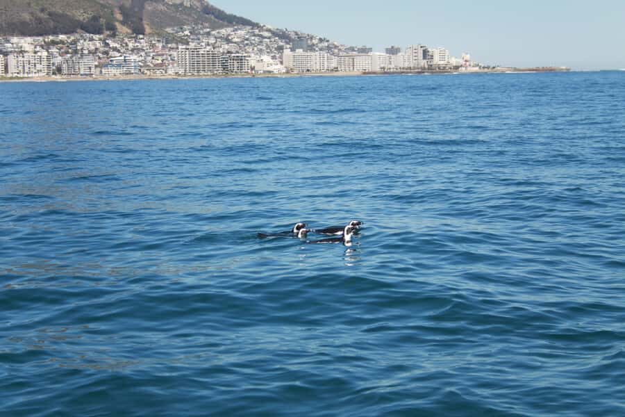 Cape Town: Marine Biologist Led Safari Tour - V&A Waterfront - What to bring: warm layers, hat, and sunscreen for the RIB wind