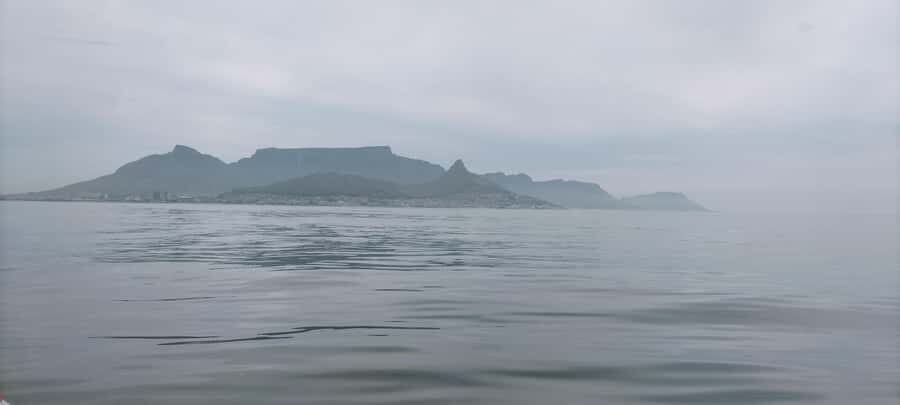 Cape Town: Marine Biologist Led Safari Tour - V&A Waterfront - Price and value: is $84 per person worth it?