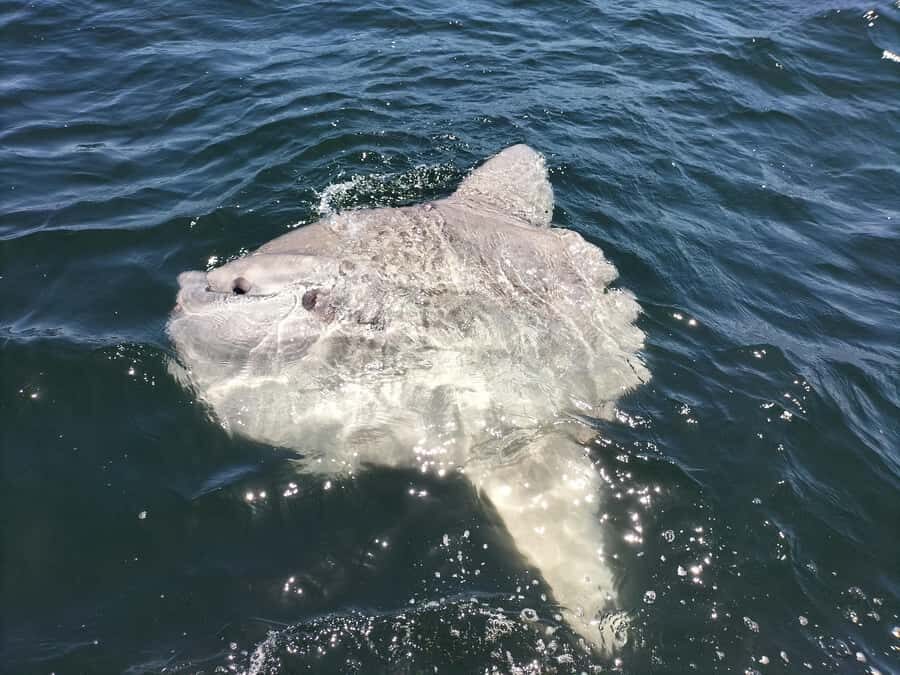 Cape Town: Marine Biologist Led Safari Tour - V&A Waterfront - Cruising Table Bay for a true ocean view of Table Mountain