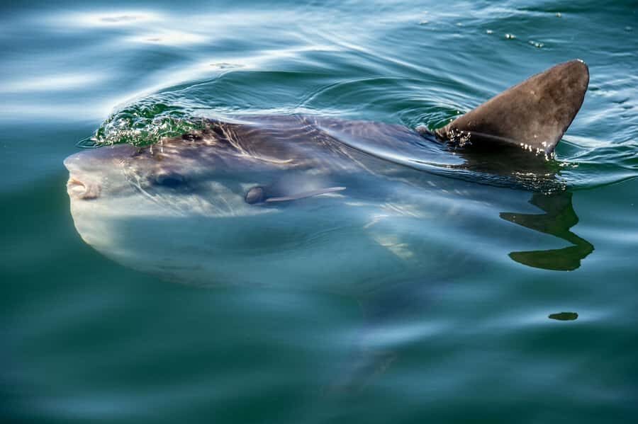 Cape Town: Marine Wildlife Cruise and City Tour - Bo-Kaap and Signal Hill: Colorful Streets and Big Views on a Schedule