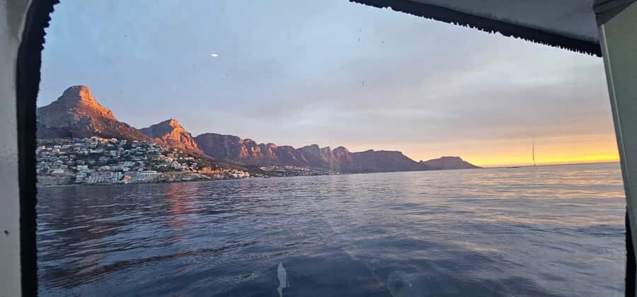 Cape Town: Ocean Safari 1 Hour - The Main Event: Dolphins, Seals, Penguins, and Seasonal Whales