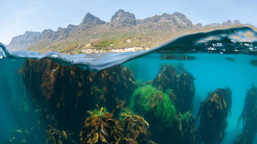 Cape Town: Ocean Safari in Hout Bay - Getting Started at Animal Ocean Expeditions: Wetsuit Fit, Safety, Then Go-Time