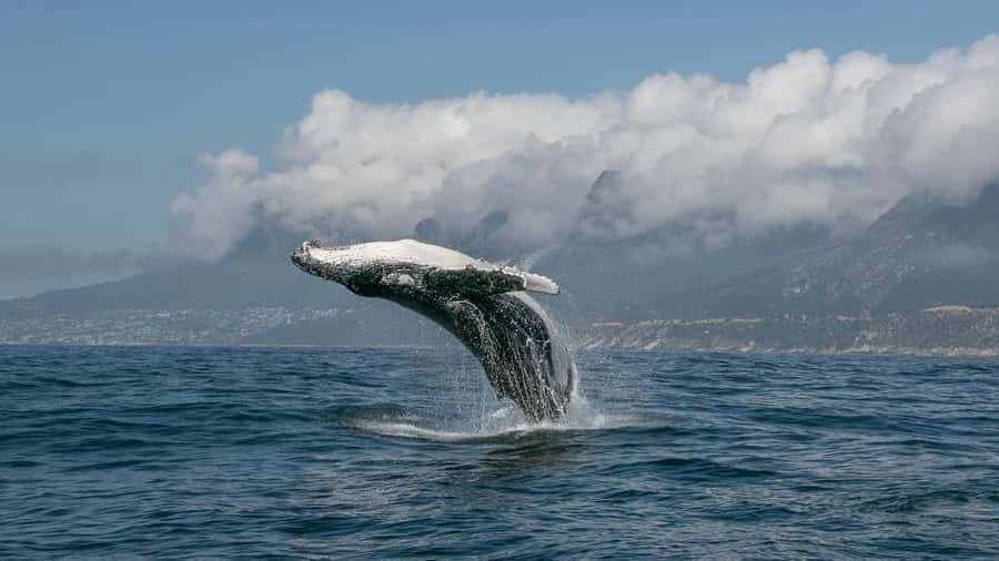 Cape Town: Ocean Safari in Hout Bay - Snorkeling at Wrecks and Kelp Forests: Where the Marine Life Chances Really Happen