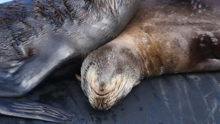 Cape Town: Ocean Safari in Hout Bay - Price and Value: Is $186 Worth It for 4 Hours?