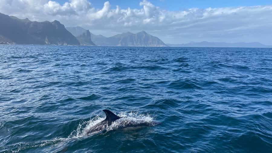 Cape Town: Ocean Safari in Hout Bay - Practical Tips That Make a Big Difference