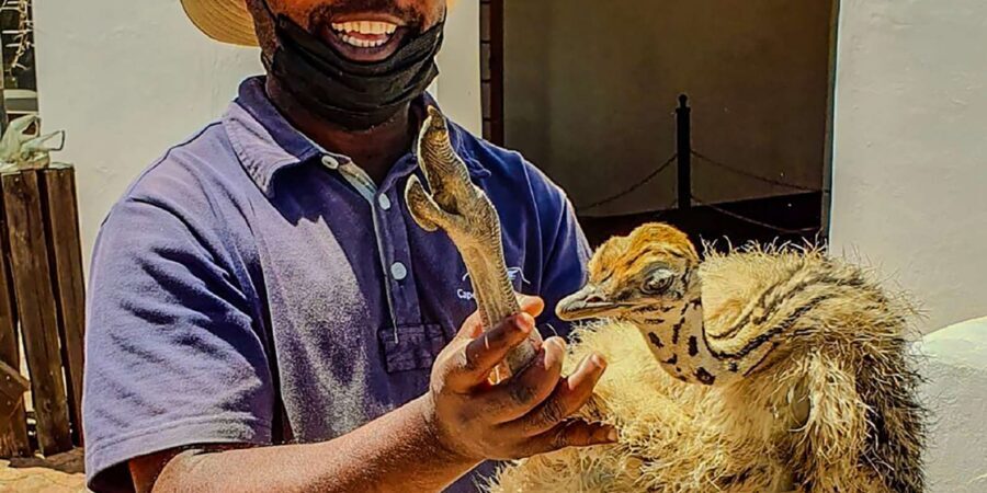 CAPE TOWN: OSTRICH RANCH QUAD BIKE RIDE & OSTRICH TOUR - My Take: Should You Book This Quad Bike + Ostrich Tour?