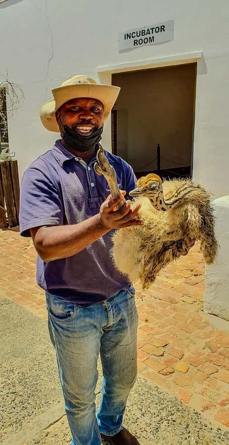 CAPE TOWN: OSTRICH RANCH QUAD BIKE RIDE & OSTRICH TOUR - The Ostrich Ranch Tour: Facts, Up-Close Moments, and a Hands-On Feeling