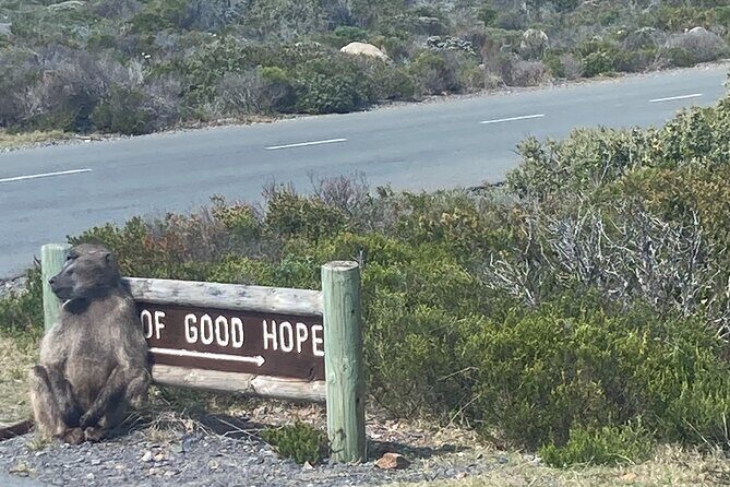Cape Town: Peninsula, Cape of Good Hope and Penguins Tour - Cape Point Nature Reserve: Cape of Good Hope vibes and lighthouse views