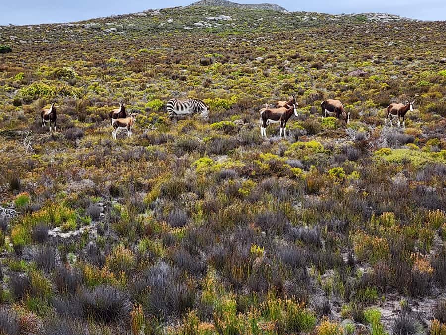 Cape Town: Peninsula, Penguins & Cape of Good Hope Day Tour - Optional Seal Island Boat Trip: When the Add-On Is Worth It