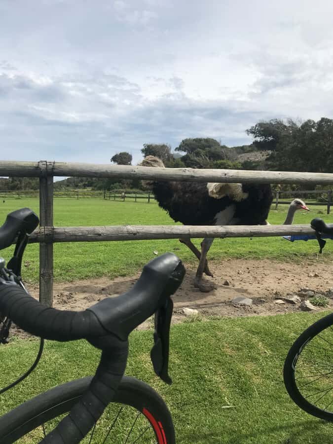 Cape Town: Peninsula Road Bike Tour - Cape Point Ostrich Farm: feeding time with a payoff