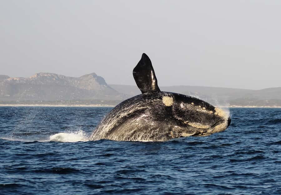 Cape Town: Premium Attractions City Pass with Bus Tour - A practical way to plan 3–5 days with the pass