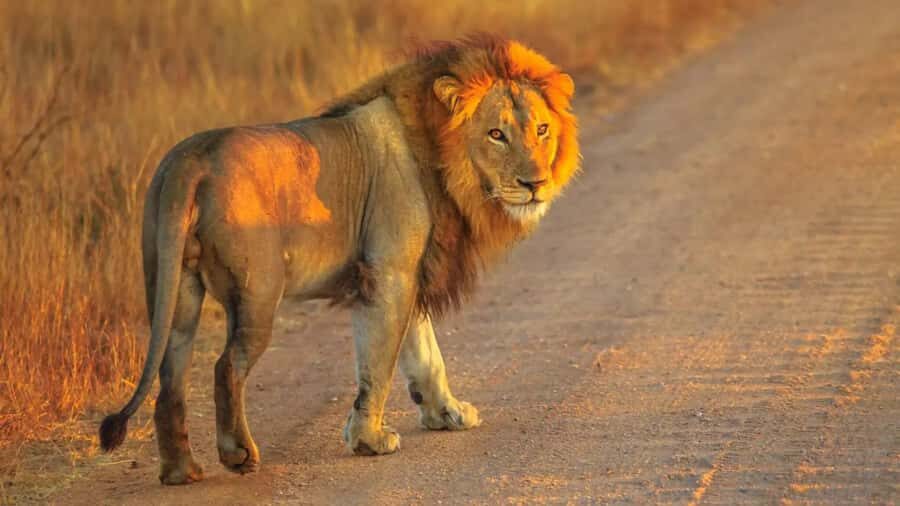 Cape Town: Private Aquila Reserve Safari with Winery Lunch - Key things to know before you book