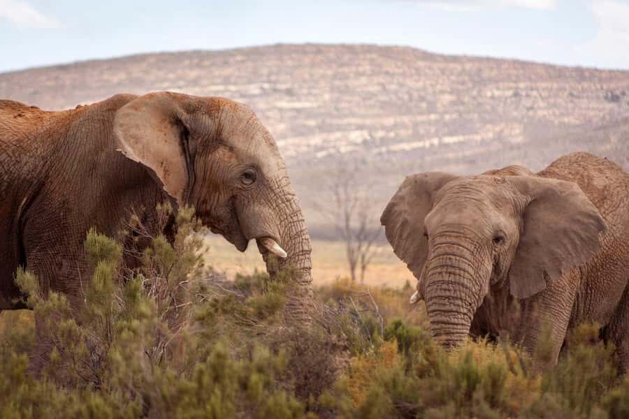 Cape Town: Private Aquila Reserve Safari with Winery Lunch - Aquila Big Five safari from Cape Town: what you’re really signing up for
