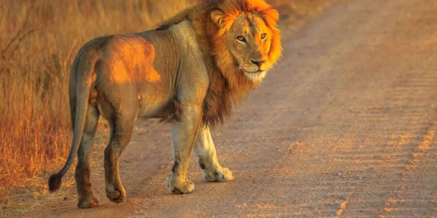 Cape Town: Private Aquila Reserve Safari with Winery Lunch - Lodge lunch after the drive: buffet comfort and a mid-safari reset