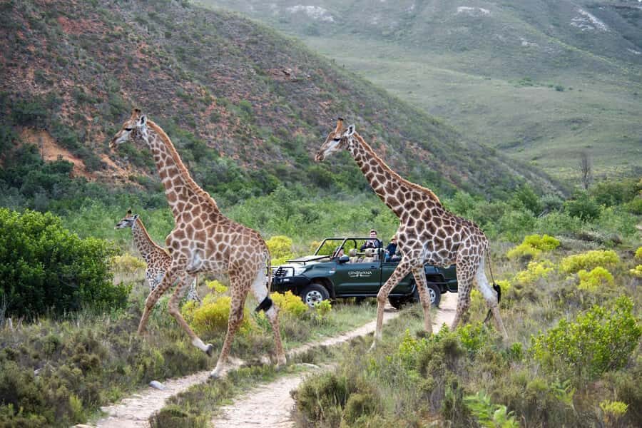 Cape Town: Private Aquila Reserve Safari with Winery Lunch - Fairview Wine and cheese lunch: what’s included, and why the timing can feel early