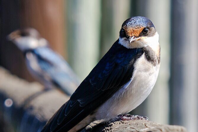 Cape Town Private Birding Tour - Meet Mark Hawthorne and the local-guide edge