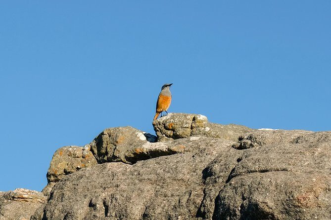 Cape Town Private Birding Tour - Rondevlei Nature Reserve: wetlands on the Cape Flats