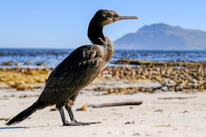 Cape Town Private Birding Tour - Boulders Beach penguin colony: short stop, big payoff
