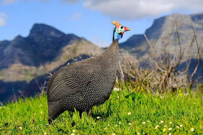 Cape Town Private Birding Tour - Silvermine Dam: a good add-on if the day has time