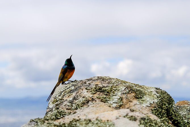 Cape Town Private Birding Tour - The 9-hour flow: timing, pickup, and how the route is built