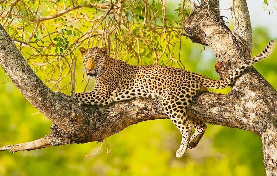 Cape town: Private Full-day Big 5 Aquila Game Reserve Tour - Key Things I Think You’ll Notice