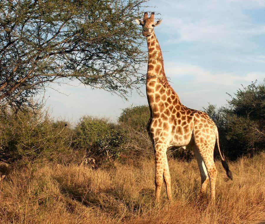 Cape town: Private Full-day Big 5 Aquila Game Reserve Tour - Lunch at the Lodge: Fuel Without the Rush