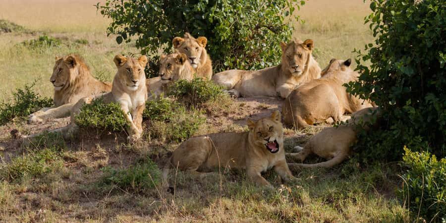 Cape town: Private Full-day Big 5 Aquila Game Reserve Tour - Cape Town Pickup to Aquila: This Day Runs on Your Schedule