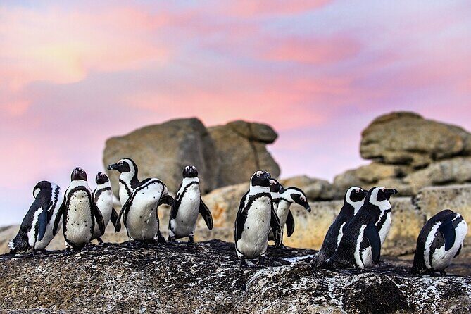 Cape Town Private Group Tour to Cape of Good Hope and Boulders Penguins Colony - Bo-kaap, Camps Bay, and Chapman’s Peak: The Photo Stops With Real Context