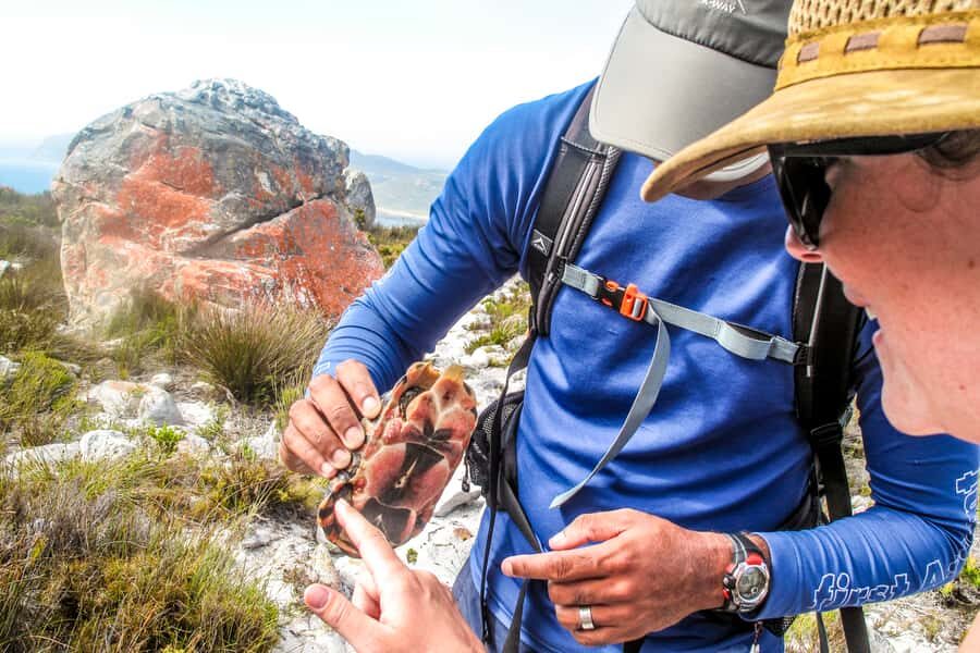 Cape Town Private Guided Table Mountain Hikes - Pickup in Cape Town and a smooth start on the trail