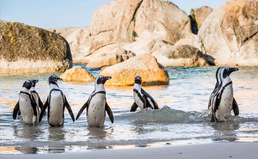 Cape Town Private Tour to Cape Of Good Hope and the Penguins - Price and Logistics: What You Get for $186 (and What Costs Extra)
