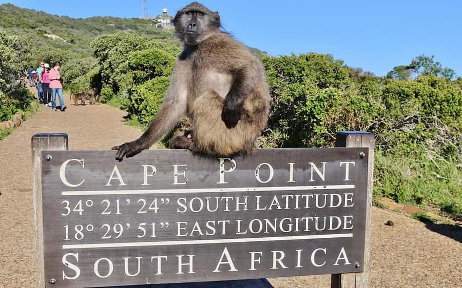Cape Town Private Tour to Cape Of Good Hope and the Penguins - One Private Day, Two Worlds: City Color Meets Cape Coast Drama