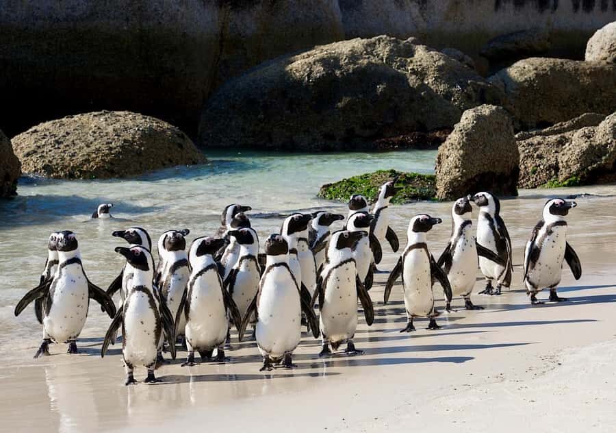 Cape Town Private Tour to Cape Of Good Hope and the Penguins - Cape of Good Hope and Cape Point: Monuments, Wildlife Chances, and Big Sign Moments