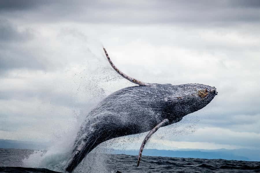 Cape Town: Private Tour with Customizable Itinerary - Key reasons this tour works