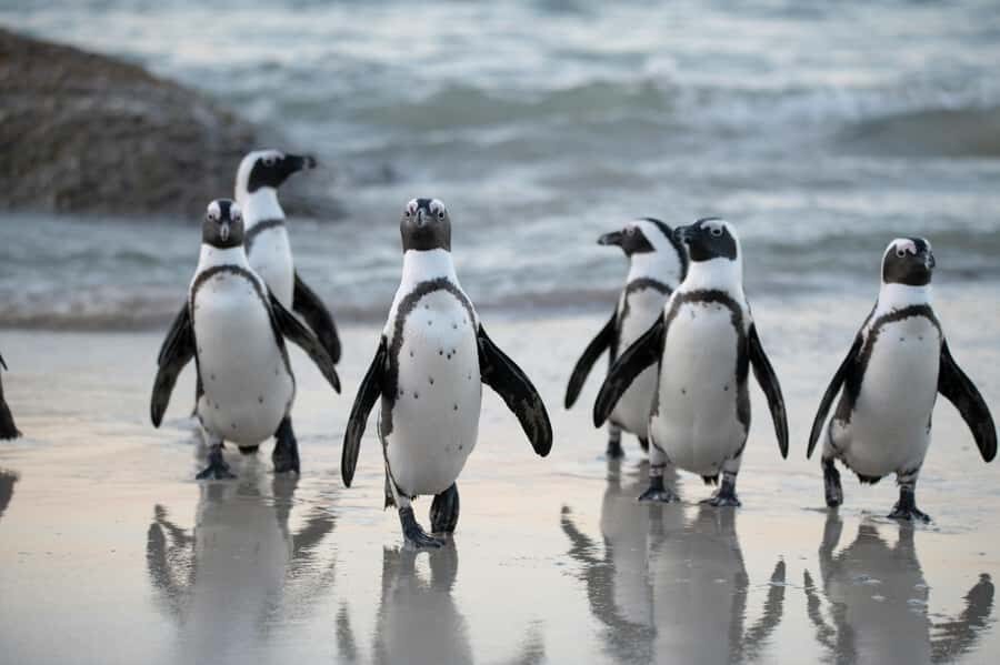 Cape Town: Private Tour with Customizable Itinerary - Private Cape Town, Actually Flexible: Why This Day Feels Less Like a Checklist