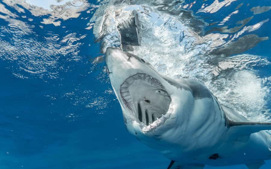 Cape Town: Private Tour with Customizable Itinerary - Pickup + 10 Hours + Up to 4 People: The Practical Setup