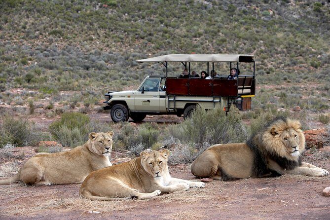 Cape Town Safari Big 5 experience all inclusive - Aquila Game Reserve: a Big Five-style safari that’s close to Cape Town