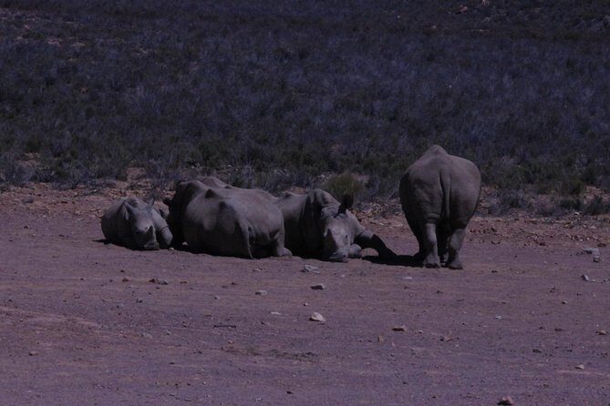 Cape Town Safari Big 5 experience all inclusive - Price and value: what $326.69 per person really buys
