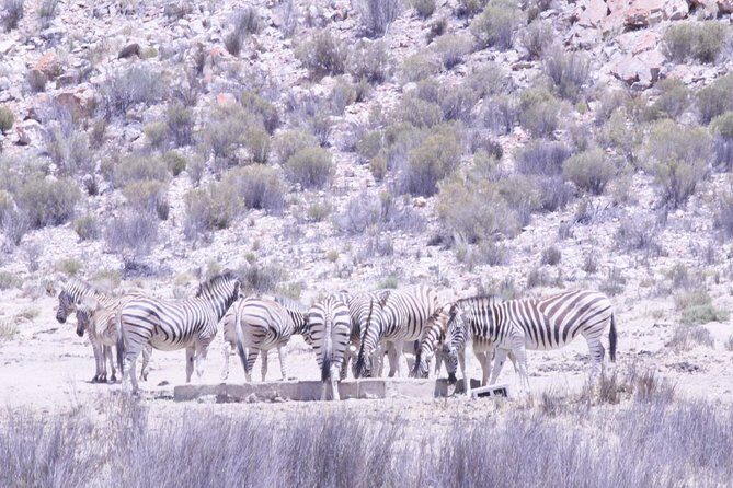 Cape Town Safari Big 5 experience all inclusive - Why private matters during wildlife spotting