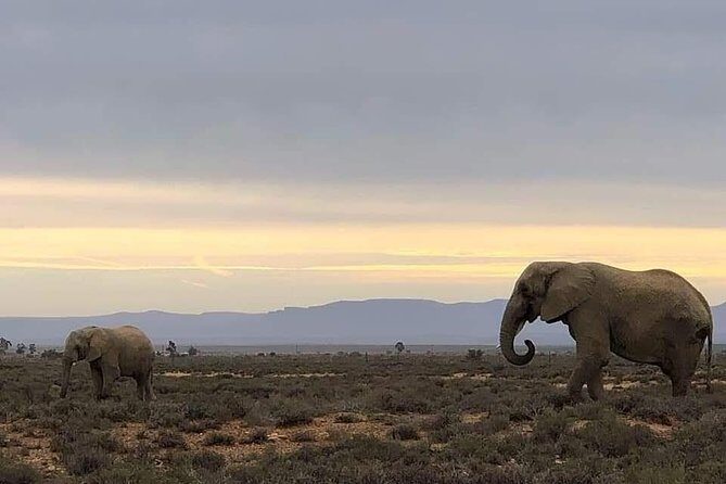 Cape Town Safari Transfers - Key highlights worth planning around