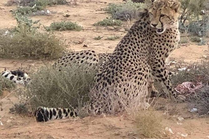 Cape Town Safari Transfers - Private Ride to Aquila: what this Cape Town safari transfer really covers