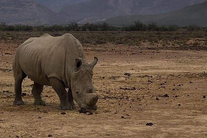 Cape Town Safari Transfers - Your safari day flow: from Cape Town to the Big Five zone
