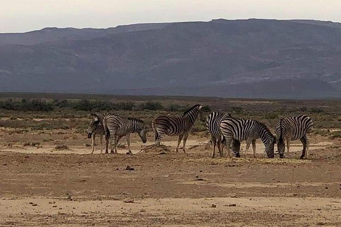 Cape Town Safari Transfers - Price and value: transportation-only can still be a smart buy