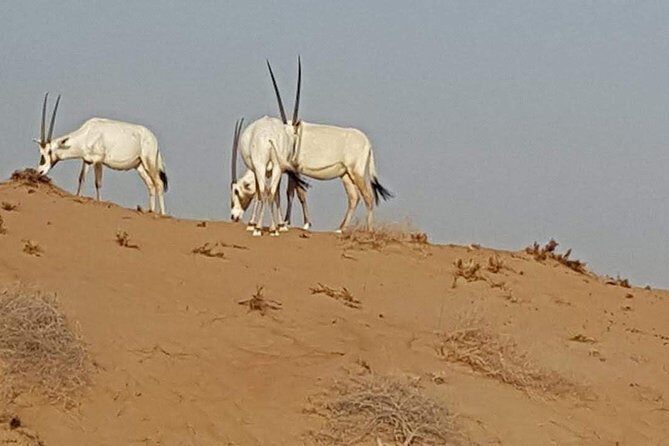 Cape Town Safari Transfers - Practical timing tips so you don’t feel rushed